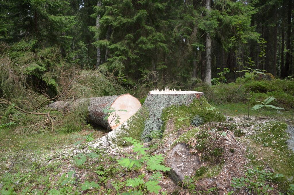 Bild på en stubbe och trädet liggandes bredvid.
