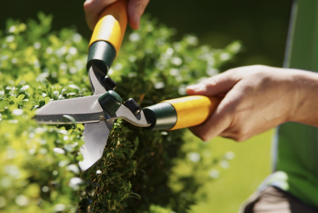 Bild på ett par händer som klipper en buske med häcksax.
