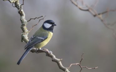 Bild på en talgoxe, en gul fågel med svart huvud.