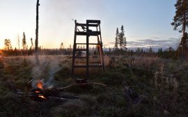 Bild på ett jakttorn på ett hygge.