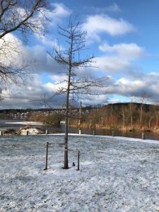 Minnesträd 2019, åmynningen Ulricehamn
