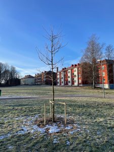 2020 Sibiriskt korkträd i Stjärnhusparken, Ulricehamn