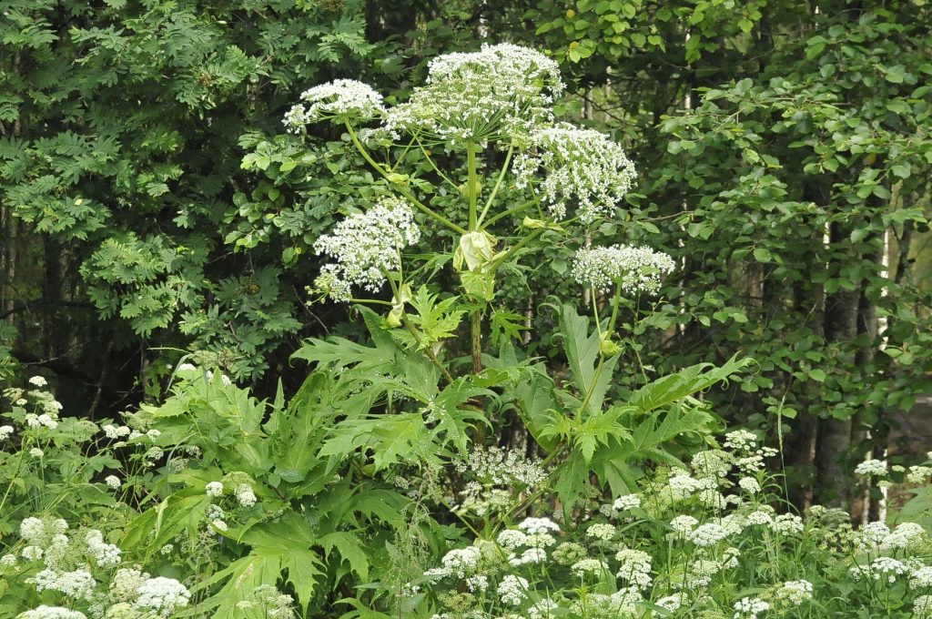 Vit blomma som växt sig hög, grön bakgrund